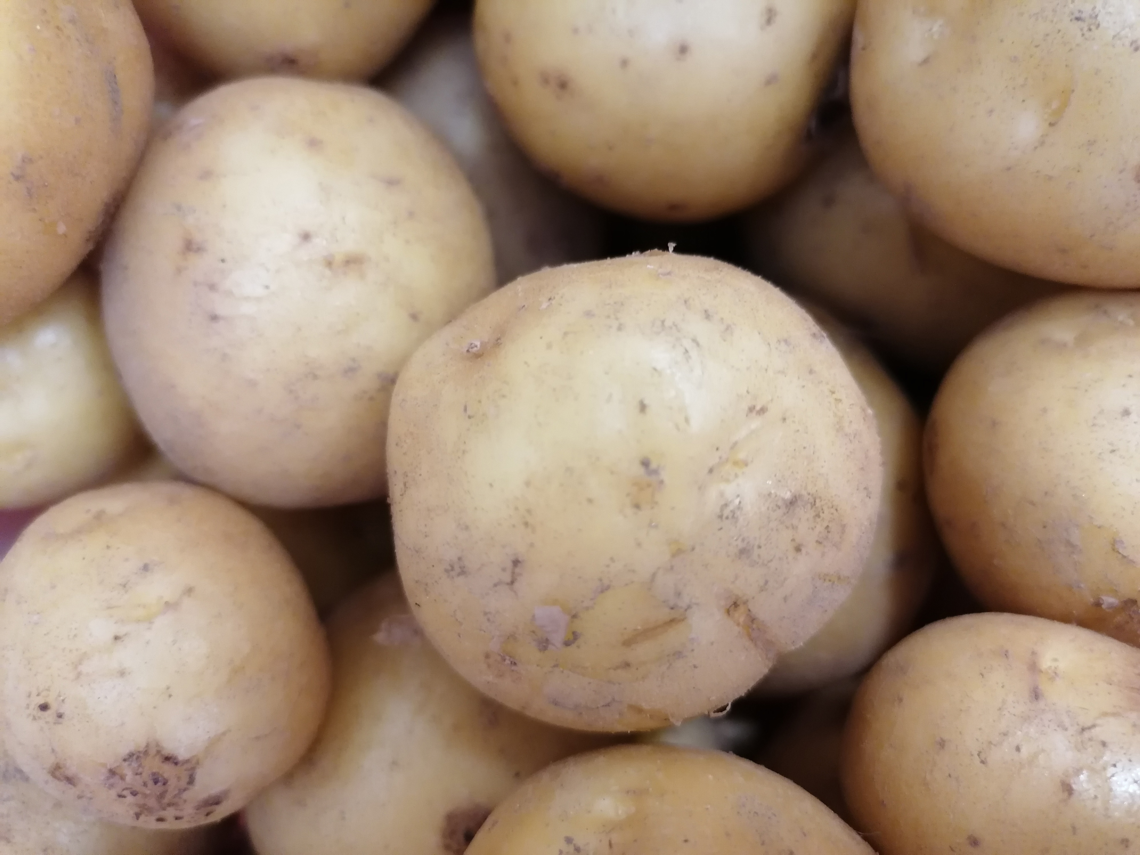 Kartoffeln – Kartoffellager Kluhg e.G. Kartoffelfest 2022